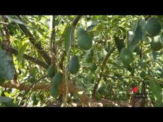 Agricoltura, Lidl Italia: “Valorizzare eccellenze e supportare produttori”