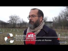 Alberi diffusi in città, un alleato concreto contro il caldo