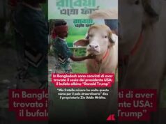 Il sosia di Trump in Bangladesh: un bufalo albino capellone