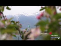 La fioritura in Trentino, magia di colori nelle valli delle mele