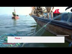 Pesca, è crisi nera per le vongole nell’Alto Adriatico