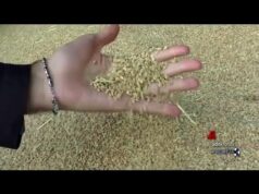 Sostenibilità: dal 2011 il progetto ‘Da Chicco a Chicco’ di Nespresso rigenera le capsule esauste