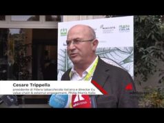 Tabacco: Trippella (Filiera tabacchicola italiana), ‘eliminare coltivazioni tabacco non riduce