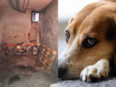 Corso Taranto, cane in cantina senza acqua e cibo. Salvato dai vigili