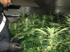 Intossicato, carabinieri trovano serra di marijuana marijuana cannabis