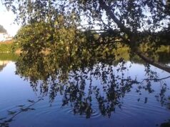 Pellerina, rumeno sanzionato per import-export illegale