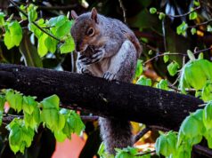 Torino contro Francia ed Estonia per essere ‘Capitale Europea del verde’