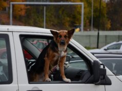 Settimo, vivono in auto per non lasciare i cani