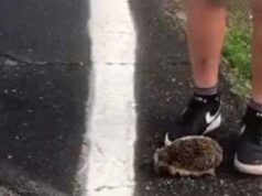 Riccio ucciso a calci, trovato il colpevole