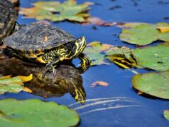 Gambiano ruba tartaruga dal bioparco di Trecate per mangiarsela
