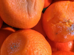 Banco marocchino vendeva 7 quintali di frutta ammuffita a Porta Palazzo