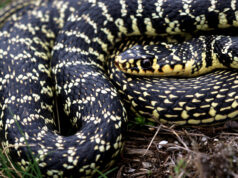 Brandizzo, serpente recuperato nel palazzetto dello sport