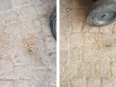 Larve nei per bidoni mai lavati a Nichelino, è polemica