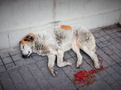 Cagnolino abbandonato sul balcone per ore, salvato (stremato) dai vigili