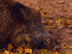 Trichinella nella carne di cinghiale: 46 persone infettate cinghiale