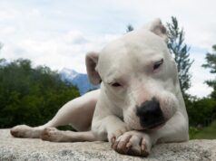 Sette cani denutriti e senza acqua scoperti a Settimo Torinese