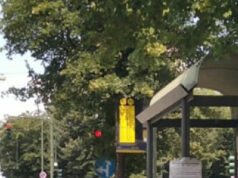 In piazza Villari piante non potate che coprono i semafori