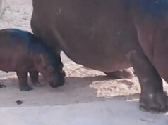 Nato Ippopotamo al Bioparco Zoom, potrete scegliere il nome – VIDEO