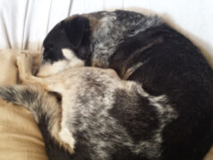 Il sonno del cane, come funziona e perchè è importante