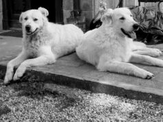 Lo spazio: strumento di comunicazione per i cani