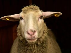 Festa musulmana del sacrificio: scoperti due macelli clandestini nel torinese