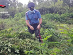 Chieri, oltre 200 piantine di marijuana nel bosco