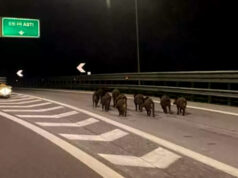 Cinghiale sulla tangenziale nord, auto si ribalta cinghiali autostrada asti
