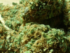 Polizia di Torino scopre ‘marijuana additivata’, è molto pericolosa marijuana