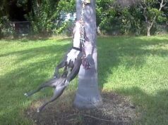 Il Pitbull e lo ‘spring pole’, sport che gli fa bene Pitbull spring pole