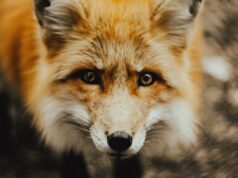 Canavese, volpe incastrata nella parete di una fabbrica Canavese, volpe incastrata nella parete di una fabbrica