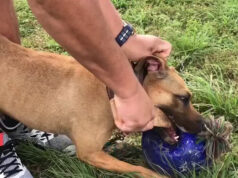 Pitbull e ‘break stick’ Pitbull break stick