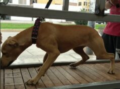 Ivrea, pitbull uccide un cagnolino e ferisce la padrona Treadmill e Pitbull
