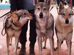 Tragedia a Grugliasco, donna sbranata dai 5 cani della figlia lupi cecoslovacchi