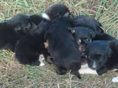 None, 8 cuccioli di cane trovati abbandonati nella zona industriale none cani abbandonati