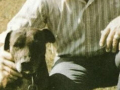 Pitbull, 200 anni di storia e gli studi dei ‘dogman’ pitbull dogman