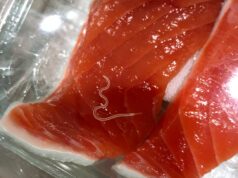 Alimentazione, Anisakis nel sushi? Cosa e come fare