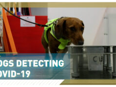 Cani anti Covid all’aeroporto di Cuneo cani covid