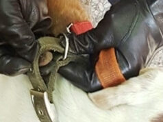 Cocaina nel collare del cane, arrestata droga collare cane