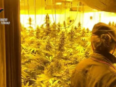 Coltivavano e spacciavano per posta marijuana e hashish, arrestati due ventenni fabbrica marijuana