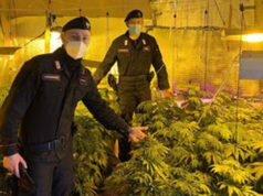 Marijuana tra pomodori e gelsomini, vivaio gestito da 60enne