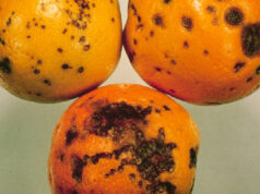 Porta Palazzo, 250 kg di agrumi con muffa. Denunciato marocchino muffa agrumi porta palazzo