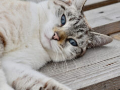 La Loggia, caccia al killer dei gatti. Agisce da più di 30 anni gatto
