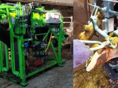 Una giornata da maniscalco per bovini in Piemonte maniscalco bovini