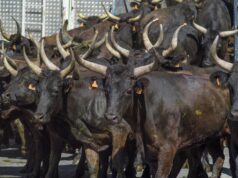 Fiano, riapparsi i tori scappati a San Gillio tori scappano scappati druento la mandria