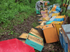 Distrutte casette api in raid vandalico, parte la solidarietà casette ape distrutte