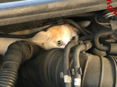 Gattino viaggia da Torino a Bolzano nel vano motore gatto motore