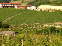 San Damiano, cade traliccio su una vigna san damiano asti vigna traliccio