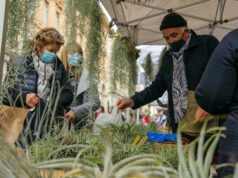 A Torino torna Flor, per questo weekend il centro diventa un giardino Torino Flor