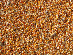 Cina: acquisti mais da record e prezzo alle stelle mais