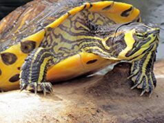 Tartaruga abbandonata in un sacchetto lungo la tangenziale tartaruga